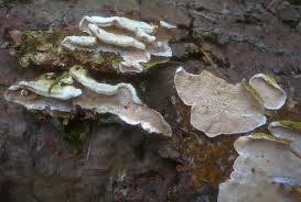 Attēlu rezultāti vaicājumam “Skeletocutis carneogrisea”