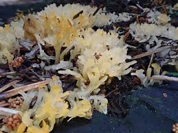 Attēlu rezultāti vaicājumam “Craterium minutum cf. var. brunneum spores”