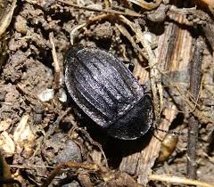 Attēlu rezultāti vaicājumam “Phosphuga atrata”