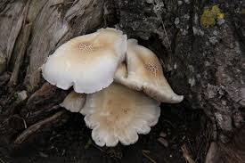 Attēlu rezultāti vaicājumam “Lentinus lepideus”