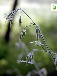 Attēlu rezultāti vaicājumam “Silene nutans flower”