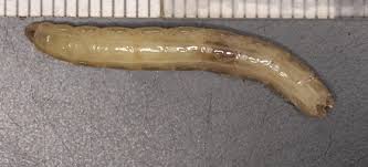 Attēlu rezultāti vaicājumam “Rhagionidae”