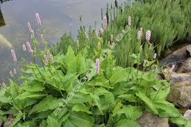 Attēlu rezultāti vaicājumam “Bistorta major”