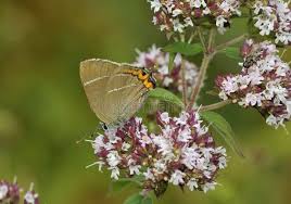 Attēlu rezultāti vaicājumam “Satyrium w-album”