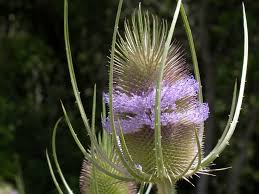 Image result for Dipsacus silvestris