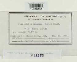 Attēlu rezultāti vaicājumam “Tranzschelia anemones”