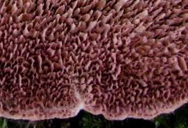 Attēlu rezultāti vaicājumam “Trichia ambigua spores”