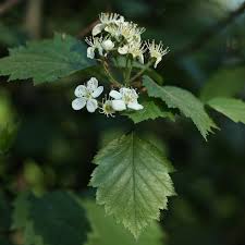 Attēlu rezultāti vaicājumam “Crataegus chrysocarpa”