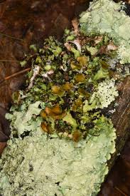 Attēlu rezultāti vaicājumam “Tuckermannopsis chlorophylla”