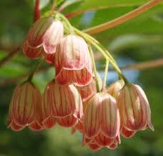 Attēlu rezultāti vaicājumam “Enkianthus campanulatus flower”