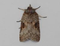 Attēlu rezultāti vaicājumam “Nycteola sp.”