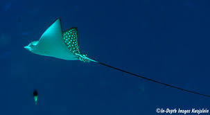 Image result for Aetobatus ocellatus