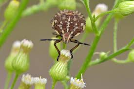 Attēlu rezultāti vaicājumam “Carpocoris sp. nymph”