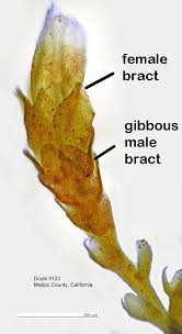 Attēlu rezultāti vaicājumam “Cephaloziella elachista macro”