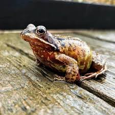 Attēlu rezultāti vaicājumam “Rana temporaria”