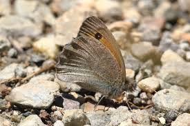 Attēlu rezultāti vaicājumam “Hyponephele lycaon”