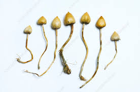 Attēlu rezultāti vaicājumam “Psilocybe sp.”