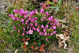 Attēlu rezultāti vaicājumam “Centaurium littorale”