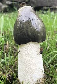 Attēlu rezultāti vaicājumam “Diderma testaceum spores”