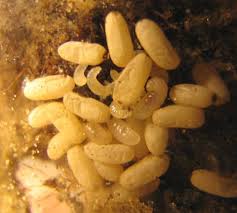 Attēlu rezultāti vaicājumam “Formica rufa pupa”