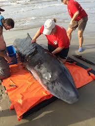 Image result for Kogia breviceps