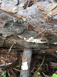 Attēlu rezultāti vaicājumam “Skeletocutis amorpha”