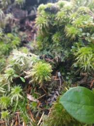 Attēlu rezultāti vaicājumam “Sphagnum squarrosum sporophyte”
