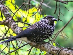 Image result for Nucifraga caryocatactes