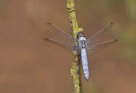 Attēlu rezultāti vaicājumam “Orthetrum brunneum”