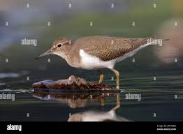 Attēlu rezultāti vaicājumam “Actitis hypoleucos adult”