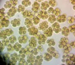 Attēlu rezultāti vaicājumam “Enteridium liceoides”