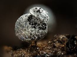 Attēlu rezultāti vaicājumam “Badhamia dubia”