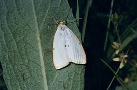 Attēlu rezultāti vaicājumam “Cybosia mesomella”