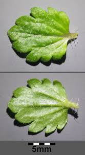 Attēlu rezultāti vaicājumam “Veronica persica leaf”