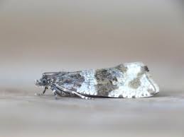 Attēlu rezultāti vaicājumam “Orthotaenia undulana”