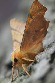 Attēlu rezultāti vaicājumam “Ennomos erosaria”