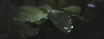 Kết quả hình ảnh cho hinh anh