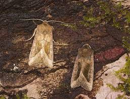 Attēlu rezultāti vaicājumam “Hydraecia micacea”