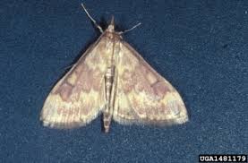 Attēlu rezultāti vaicājumam “Ostrinia nubilalis”