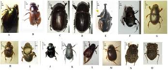 Attēlu rezultāti vaicājumam “Aphodius sp.”