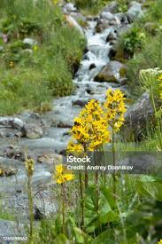 Attēlu rezultāti vaicājumam “Ligularia sibirica flower”