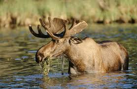 Attēlu rezultāti vaicājumam “Alces alces”