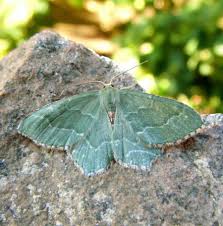 Attēlu rezultāti vaicājumam “Hemithea aestivaria”