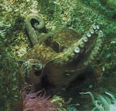 Image result for Octopus vulgaris