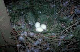 Attēlu rezultāti vaicājumam “Accipiter gentilis nest”