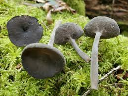 Attēlu rezultāti vaicājumam “Helvella macropus”