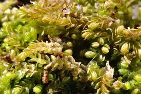 Attēlu rezultāti vaicājumam “Nardia geoscyphus”