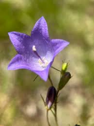 Image result for Campanula affinis
