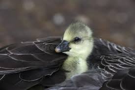 Attēlu rezultāti vaicājumam “Anser anser adult”