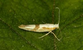 Attēlu rezultāti vaicājumam “Argyresthia pruniella”